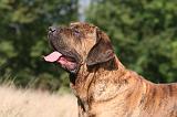 FILA BRASILEIRO 113